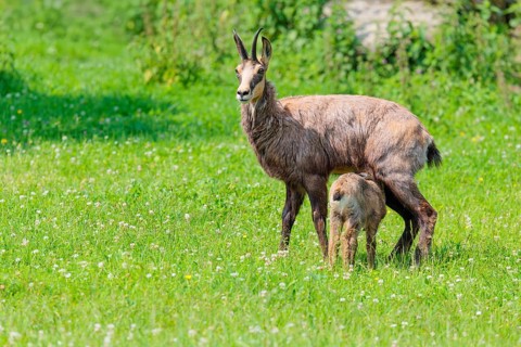 An adult female chamois (Rupicapra rupicapra) suckles her young on a sunny day in a green meadow..