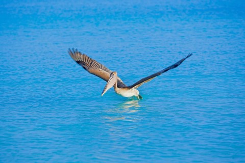 Brown pelican (Pelecanus occidentalis) starting flight, Key West, Florida, USA