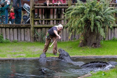 Woman feeding and talking about alligators during a show at the St. Augustine Alligator Farm