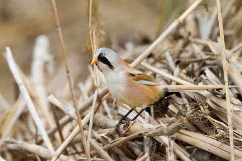 Bearded Reedling - Bartmeise - Panurus biarmicus ssp. russicus, Kazakhstan, adult male
