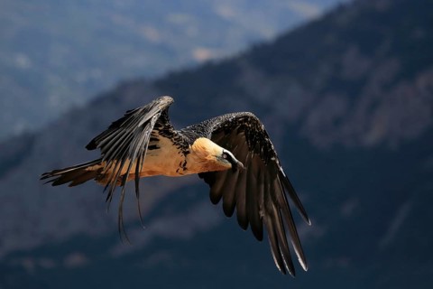Bearded Vulture (Gypaetus barbatus) flying, Catalonia, Spain