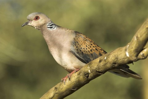 European Turtle Dove (Streptopelia turtur), Castile-La Mancha, Spain