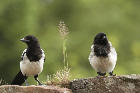 Eurasian Magpie (Pica pica) juvenile, Scotland, United Kingdom