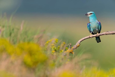Blauracke, European Roller, Roller, Coracias garrulus, Rollier d'Europe, Carraca Europea, Carraca