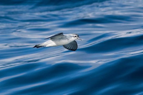 Fairy Prion (Pachyptila turtur) flying, Victoria, Australia