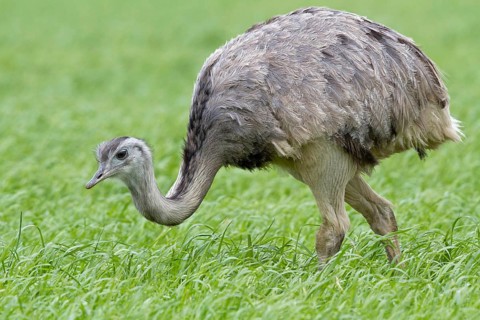 Greater Rhea (Rhea americana) foraging, Mecklenburg-Western Pomerania, Germany