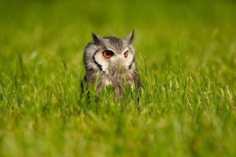Northern White-faced Owl (Ptilopsis leucotis) captive, Germany