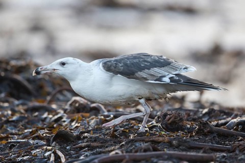 Great Black-backed Gull (Larus marinus) juvenile, North Sea, Germany