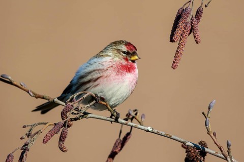 Common Redpoll (Acanthis flammea) male perched on a branch, Netherlands