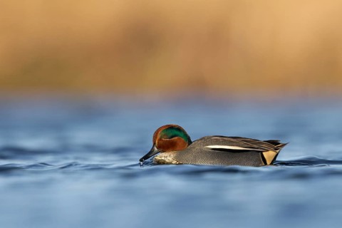 Wintertaling, Eurasian teal, Anas crecca
