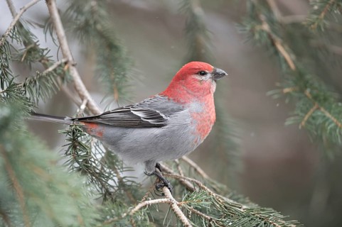 Pine Grosbeak (Pinicola enucleator) male perched on a branch, Wyoming, USA