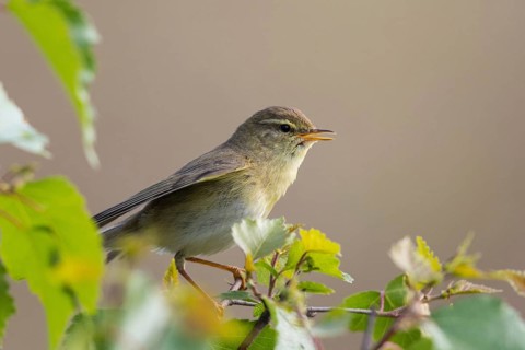 Willow Warbler (Phylloscopus trochilus) male singing from a branch, North-Rhine-Westphalia, Germany