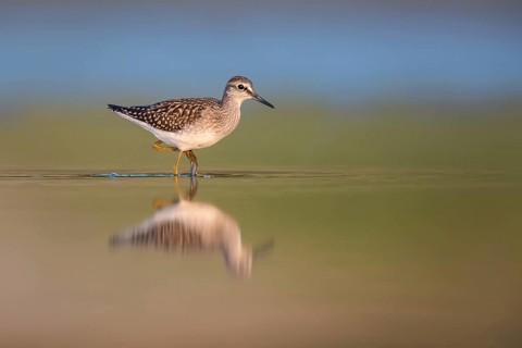 Wood Sandpiper (Tringa glareola) foraging, Poland
