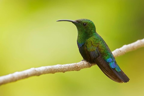 Green-throated Carib (Eulampis holosericeus) perched on a branch on the Caribbean Island of
