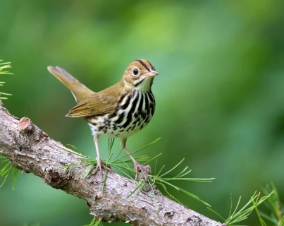 An Ovenbird, Seiurus aurocapilla, perched in Saskatoon, Saskatchewan, Canada