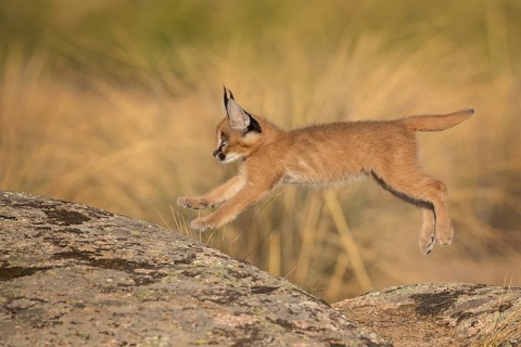 Caracal (Caracal caracal) cub jumping over rocks, Castile-La Mancha, Spain