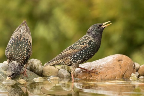 Common Starling (Sturnus vulgaris) drinking at a waterhole, Bavaria, Germany