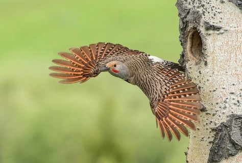 Northern Flicker (Colaptes auratus) male leaving nest hole, British Columbia, Canada