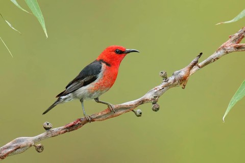 Scarlet Myzomela (Myzomela sanguinolenta) male, Victoria, Australia