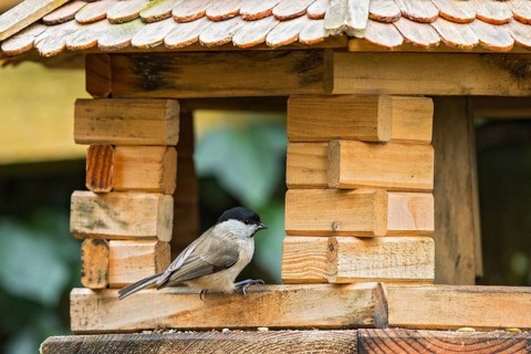 Marsh Tit (Poecile palustris) at winter feeder, Bavaria, Germany