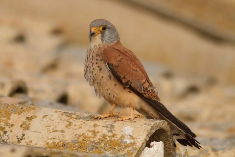 Lesser Kestrel (Falco naumanni), male on roof, Castile-La Mancha