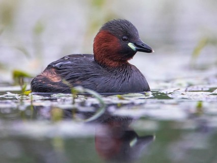 Little Grebe (Tachybaptus ruficollis), Mecklenburg-Western Pomerania, Germany