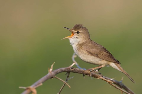 Blyths Reed Warbler - Buschrohrsänger - Acrocephalus dumetorum, Russia (Ural)