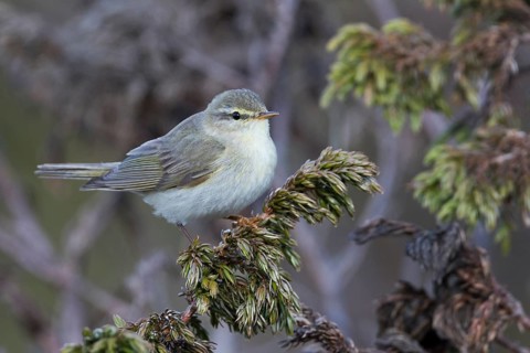 Willow Warbler - Fitis - Phylloscopus trochilus ssp. acredula, Russia (Ural)