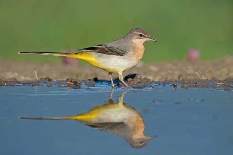 Grey Wagtail (Motacilla cinerea) at a waterhole, Aosta Valley, Italy