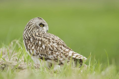 Short-eared Owl (Asio flammeus) on ground, Emilia-Romagna, Italy