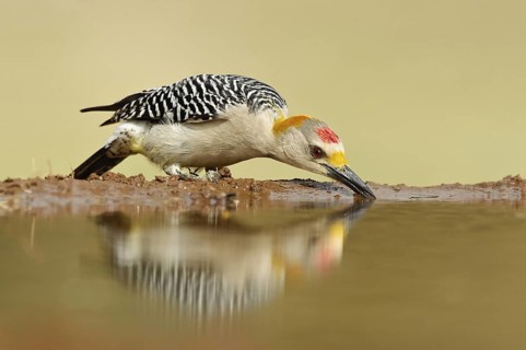 Golden-fronted Woodpecker (Melanerpes aurifrons), Texas, USA