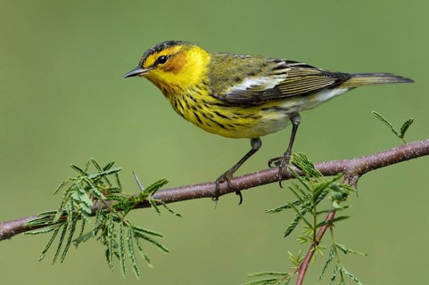 Cape May Warbler (Setophaga tigrina), Texas, USA