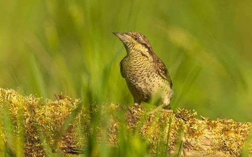 Wendehals (Jynx torquilla)