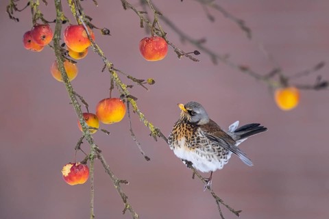 Fieldfare (Turdus pilaris) perched in an apple tree, North Rhine-Westphalia, Germany