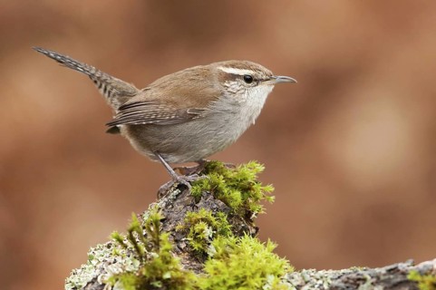 Bewick's Wren (Thryomanes bewickii), British Columbia, Canada