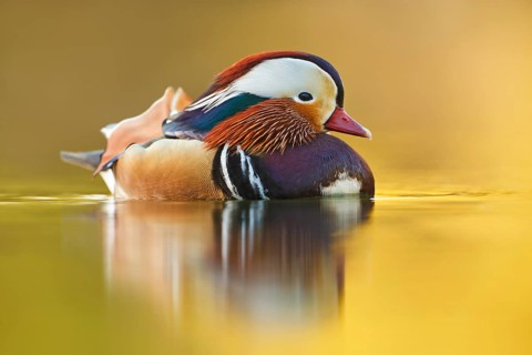 Mandarinente, Aix galericulata Mandarin Duck, Aix galericulata