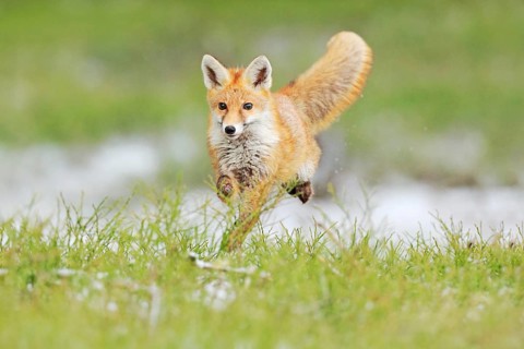 Red Fox jumping, Vulpes vulpes, wildlife scene from Europe. Orange fur coat animal in the nature