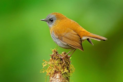 Black-billed Nightingale-Thrush, Catharus gracilirostris, brown grey bird in the nature forest