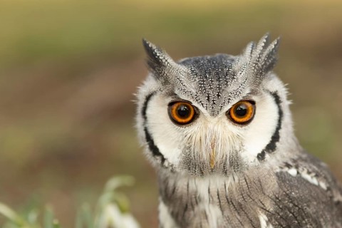 Southern White-faced Owl (Ptilopsis granti) captive, Germany