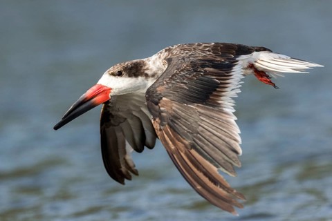 Black Skimmer (Rynchops niger) flying, Santa Rosa, Guatemala