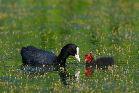 Eurasian Coot (Fulica atra) juvenile, North Rhine-Westphalia, Germany