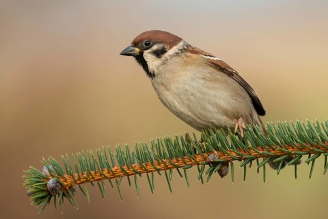 Eurasian Tree Sparrow (Passer montanus), Lower Saxony, Germany