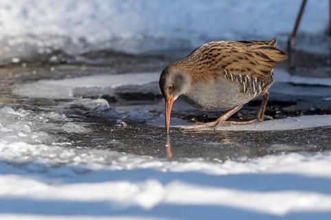 Water Rail (Rallus aquaticus) at an icehole, Mecklenburg-Western Pomerania, Germany