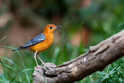 Orange-headed Thrush (Geokichla citrina innotata), Yunnan, China