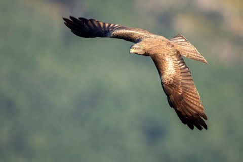 Black Kite (Milvus migrans) flying, Madrid, Spain