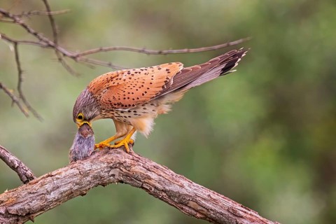 Common Kestrel (Falco tinnunculus) with mouse prey, Serbia
