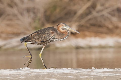 Purple Heron (Ardea purpurea) foraging, Eilat, Israel