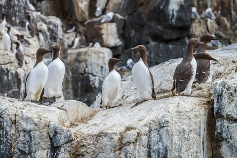 Common Murre (Uria aalge) colony on cliff, Farne Islands, United Kingdom