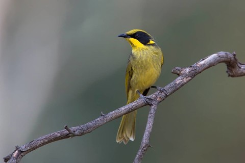 Yellow-tufted Honeyeater (Lichenostomus melanops), Victoria, Australia
