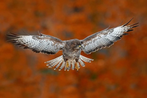 Flying bird Buzzard hawk with blurred orange autumn tree forest in background. Wildlife scene from